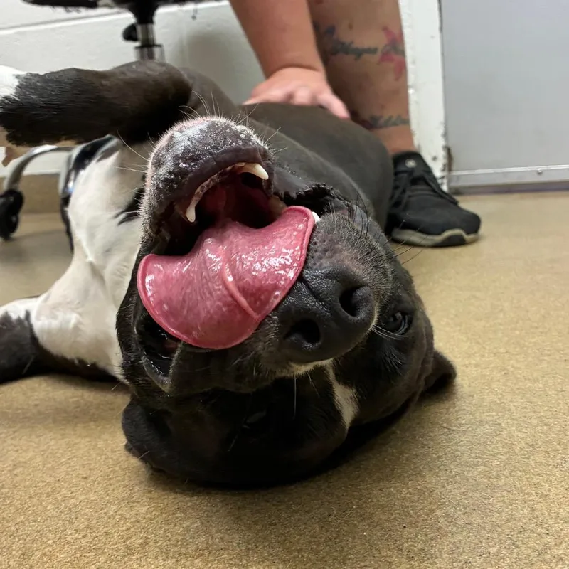 An adult medium-sized female Black American Staffordshire Terrier dog named Roxi for adoption in Corpus Christi, TX