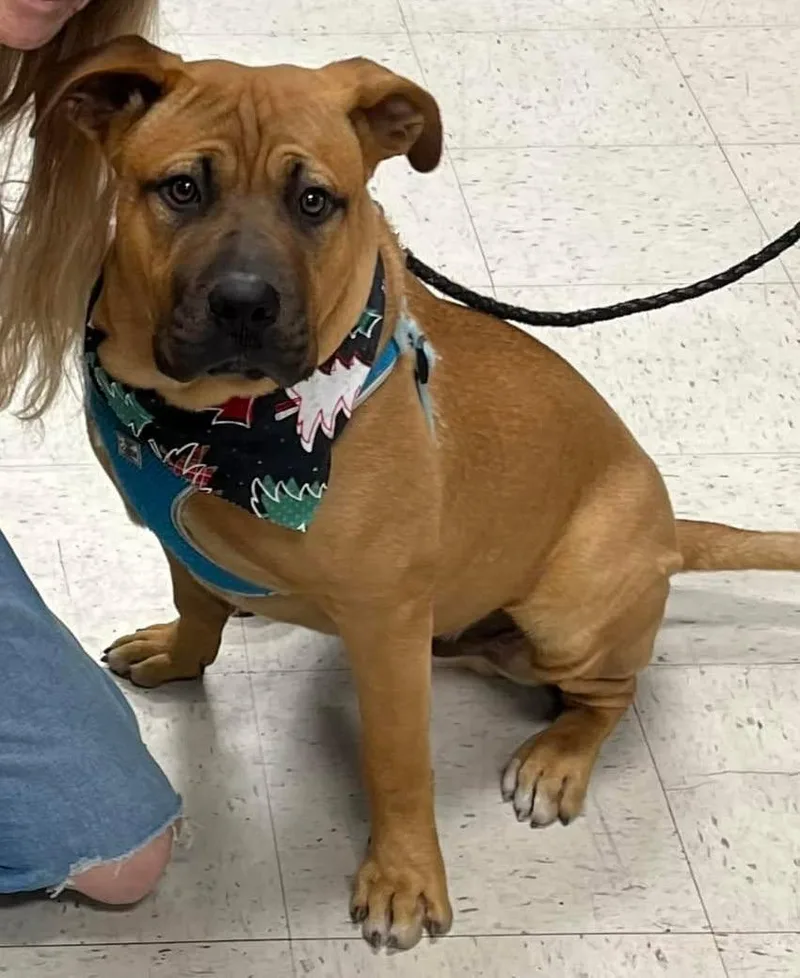 A young medium-sized male Boxer dog named Bud for adoption in Rogersville, TN