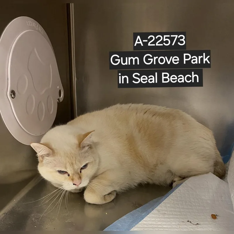 An adult small-sized female Flame Point Siamese cat named WAGSStray for adoption in Westminster, CA