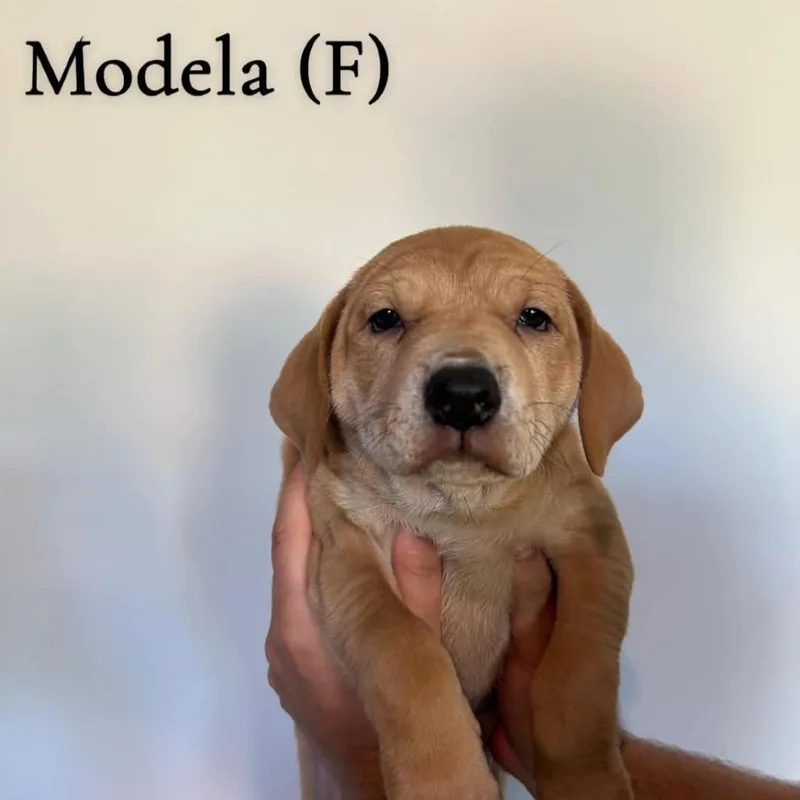 A baby medium-sized female Yellow / Tan / Blond / Fawn Mixed Breed dog named Modela for adoption in DeKalb, IL