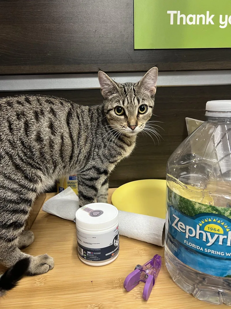 A young medium-sized female Tabby (Brown / Chocolate) Tabby cat named Ryder for adoption in Naples, FL