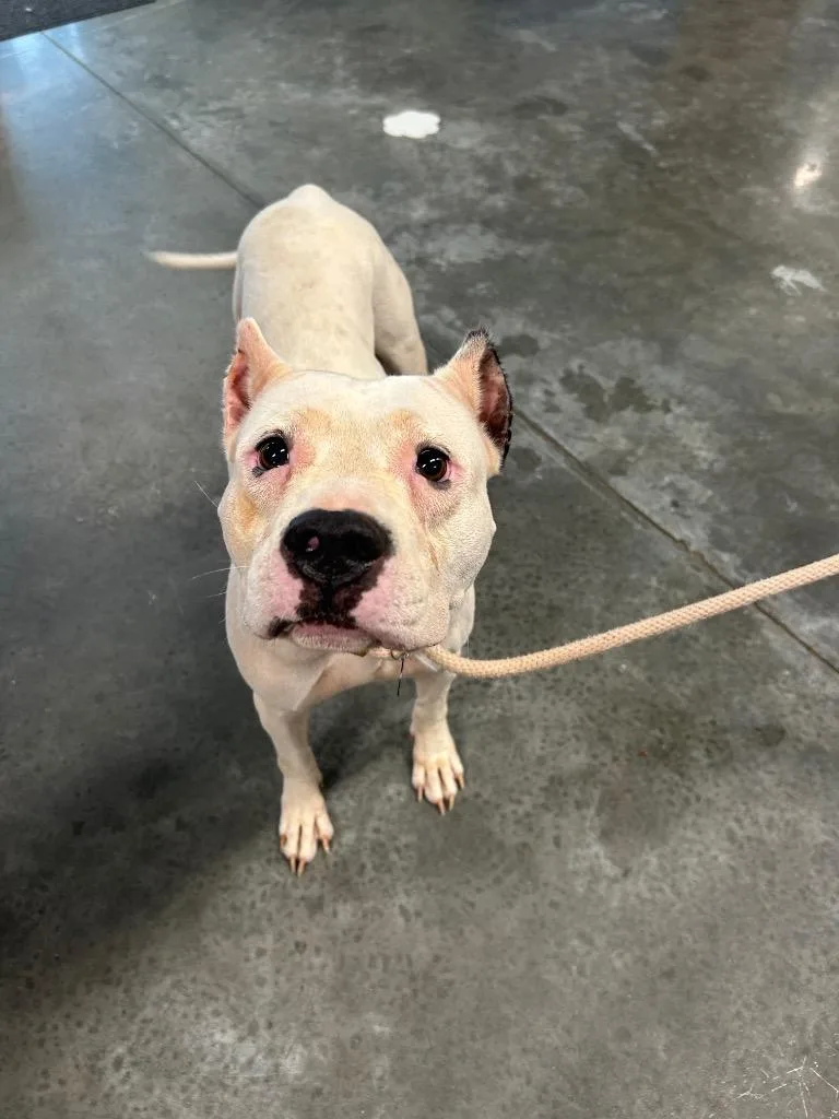 An adult medium-sized female Pit Bull Terrier dog named Iced Tea for adoption in Gautier, MS