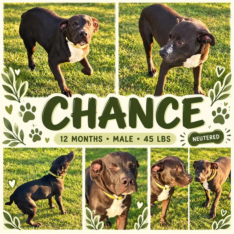 A young medium-sized male Boxer dog named Chance for adoption in Jackson, TN