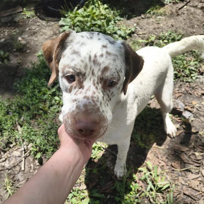 A young medium-sized male White / Cream Brittany Spaniel dog named Gus for adoption in East Saint Louis, IL