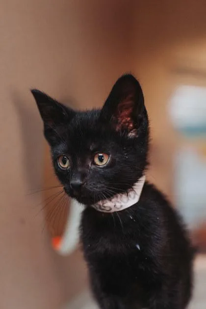 A young small-sized male Domestic Short Hair cat named A Finneas for adoption in North Charleston, SC
