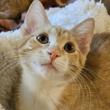 A baby small-sized female Tabby (Orange / Red) Domestic Short Hair cat named Sloan for adoption in Rochester, MN