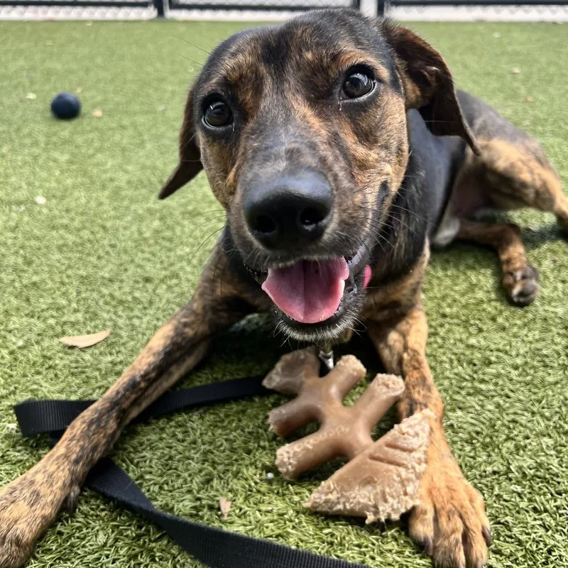A young medium-sized male Black Mixed Breed dog named Biscotti for adoption in Sarasota, FL