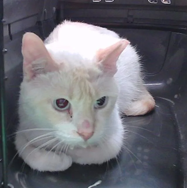 An adult small-sized male Domestic Short Hair cat named Toast for adoption in Omaha, NE