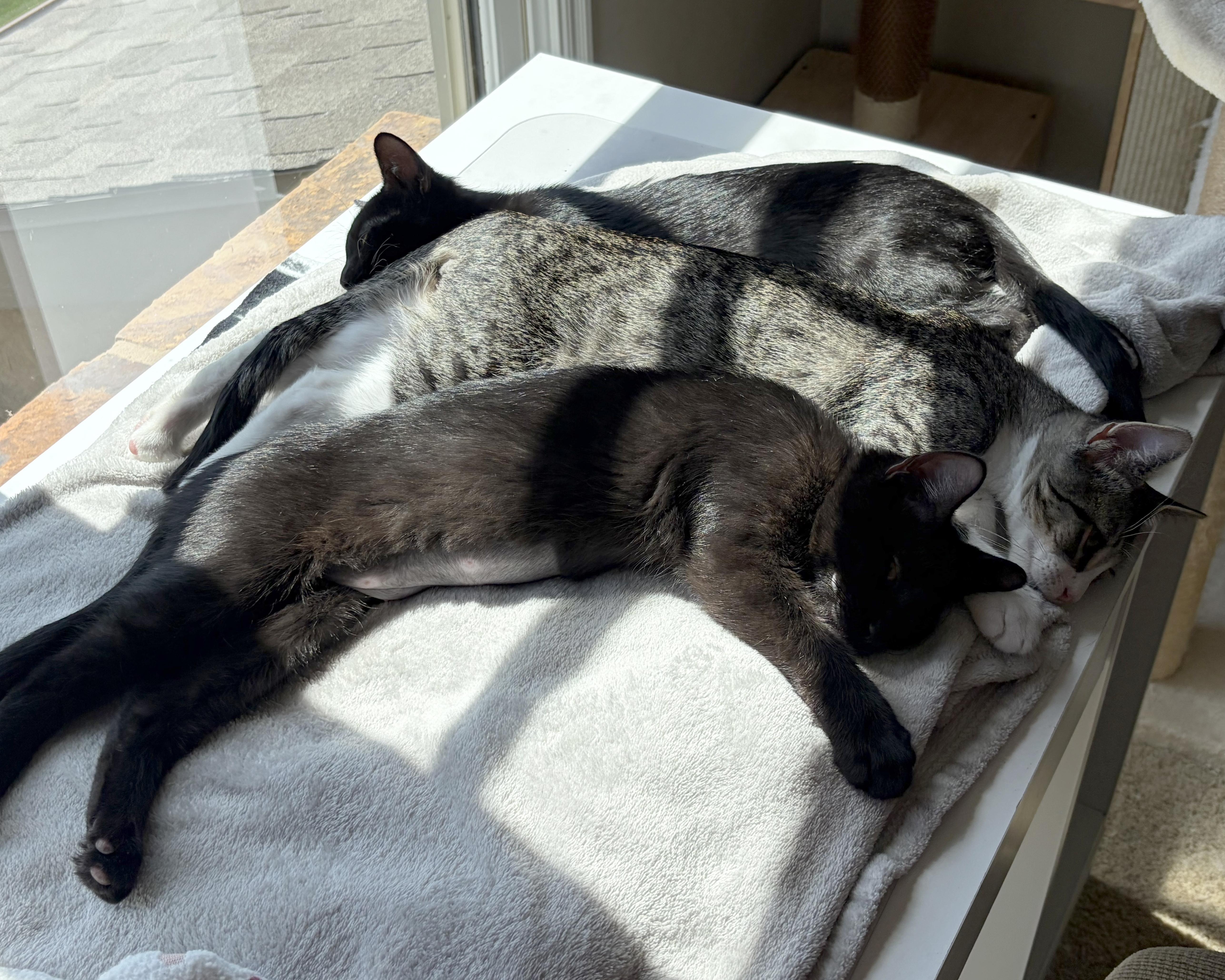 A baby medium-sized female Black Domestic Short Hair cat named Lilo for adoption in Parkville, MO