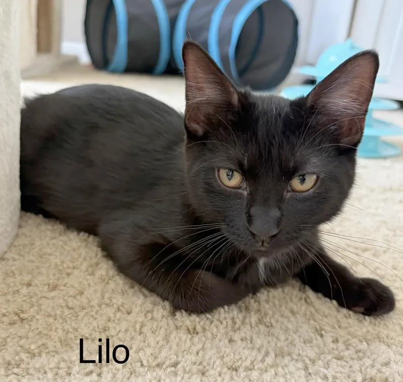 Lilo thumbnail 4