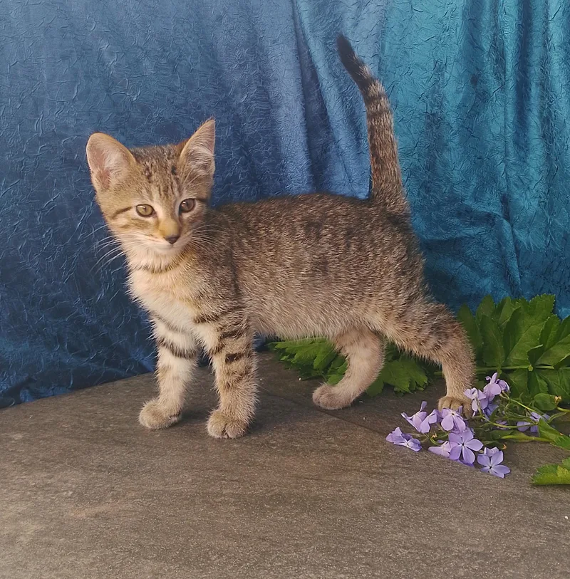A baby medium-sized male American Shorthair cat named Howie for adoption in Thorofare, NJ