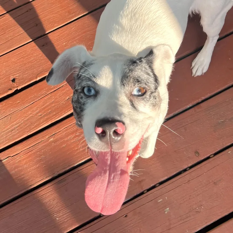 A young medium-sized female White / Cream Australian Shepherd dog named Lyla for adoption in Liverpool, TX
