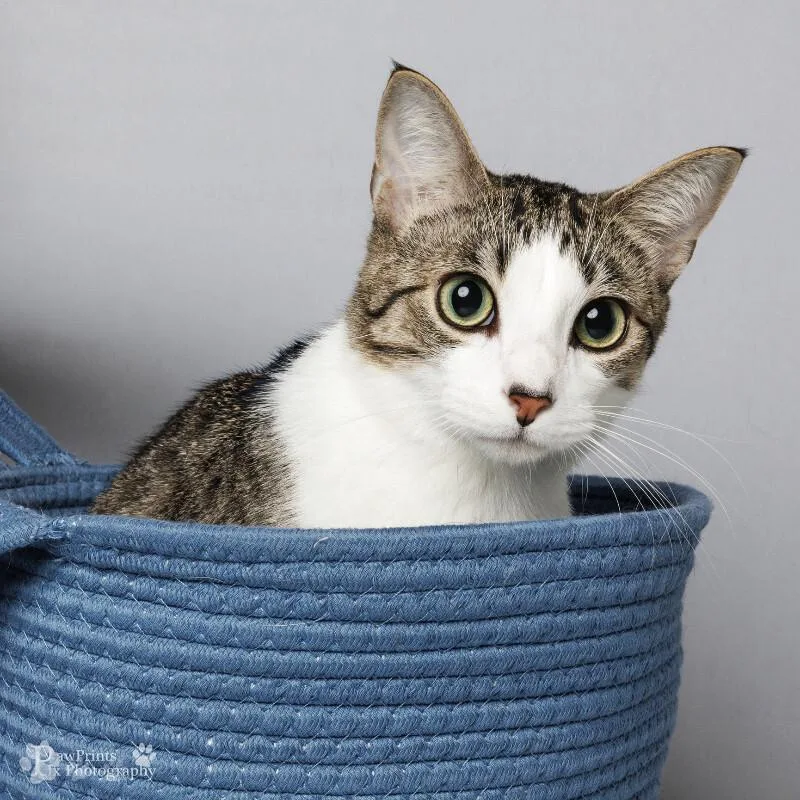 An adult medium-sized male Gray & White Domestic Short Hair cat named Toulouse for adoption in Maryville, TN