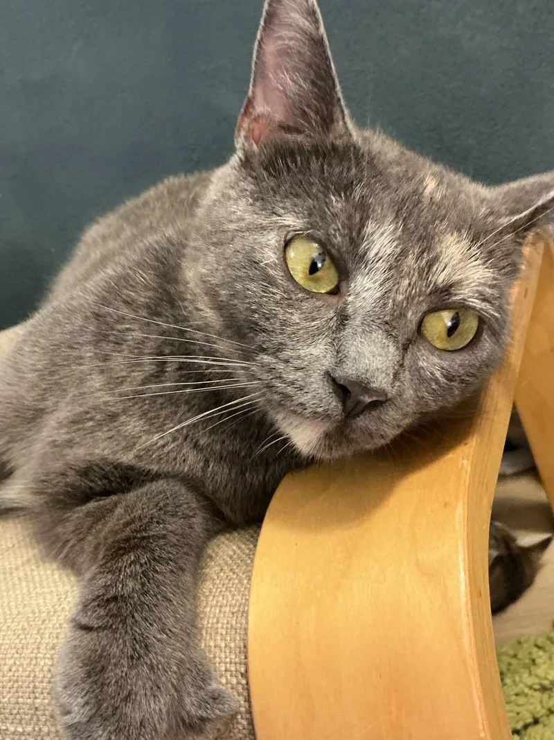 A young medium-sized female Torbie Domestic Short Hair cat named Esper for adoption in New Britain, CT