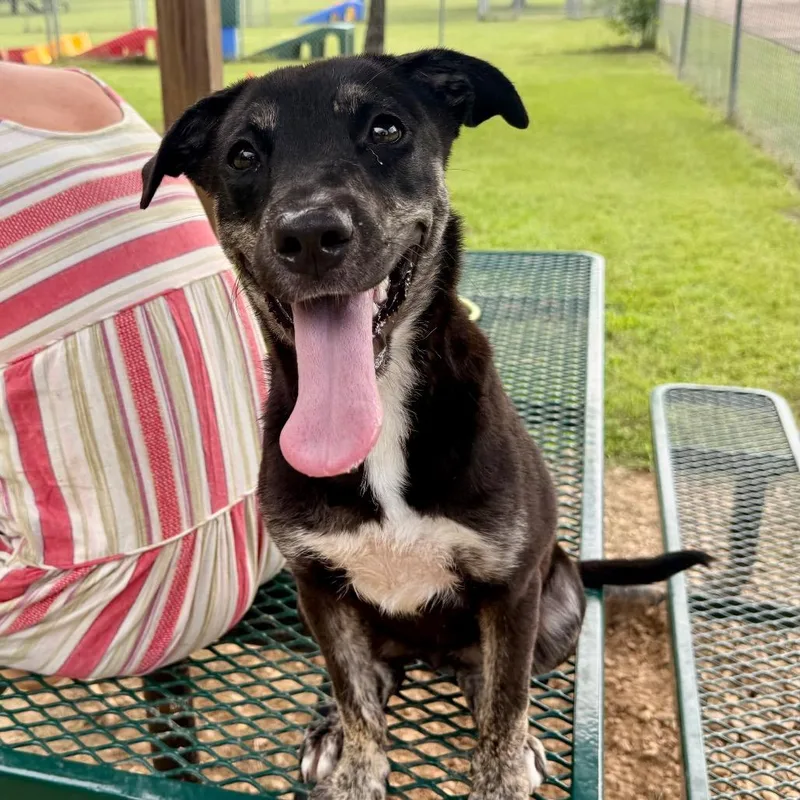 A young medium-sized female Black Terrier dog named Boots for adoption in Deerfield, IL