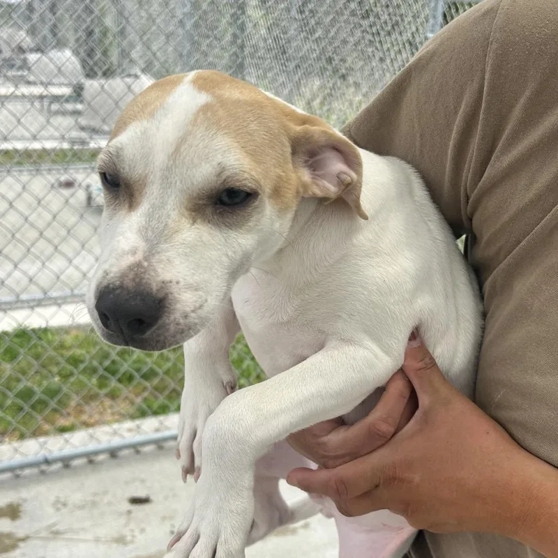 A baby medium-sized male White / Cream Beagle dog named Peanut Butter for adoption in Uniontown, PA