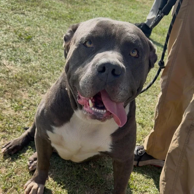 Smokey A thumbnail 4