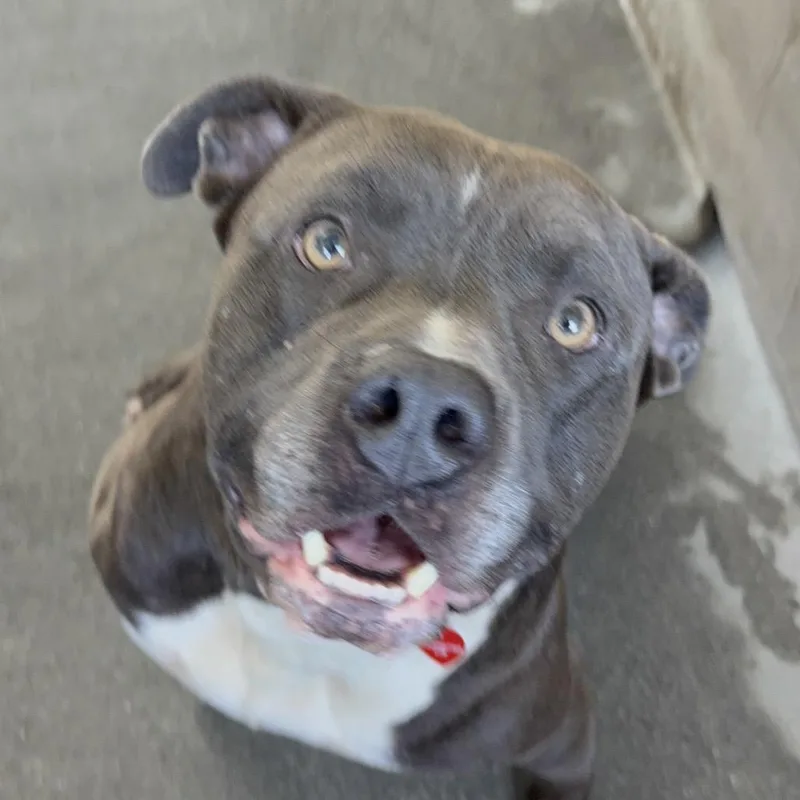 Smokey A thumbnail 5