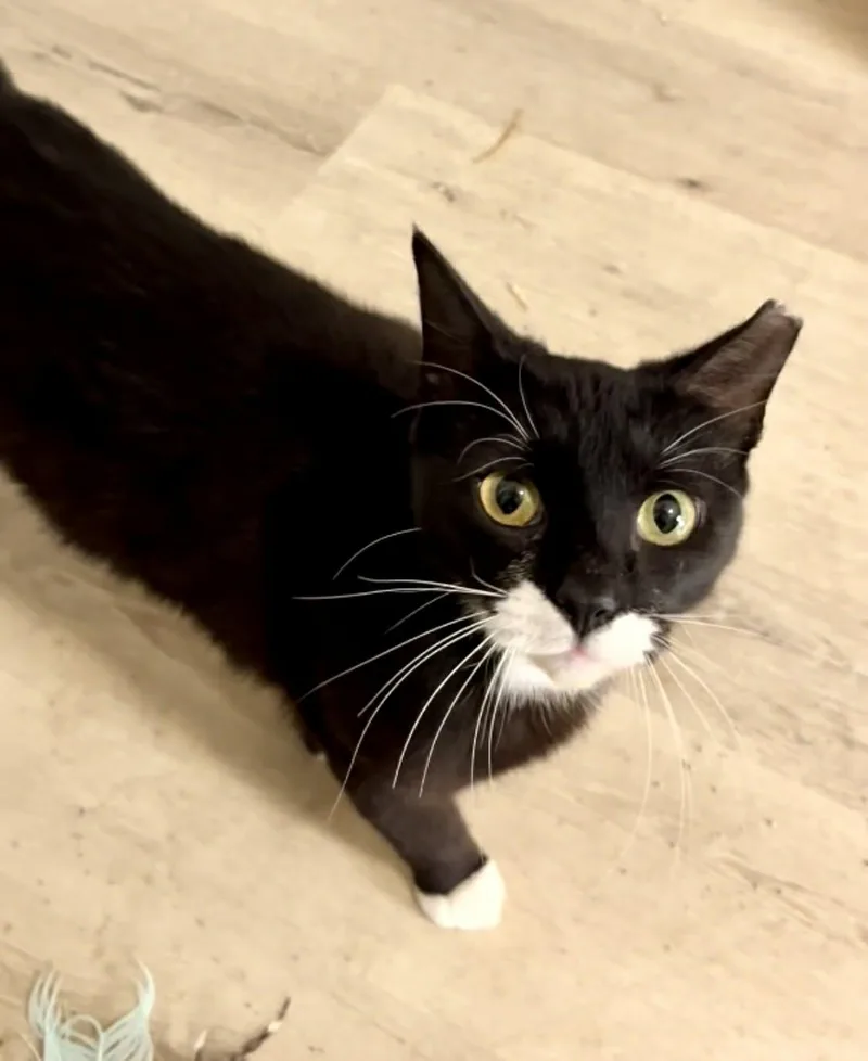 A young medium-sized female Black & White / Tuxedo Tuxedo cat named Nina Simone for adoption in Gulfport, MS