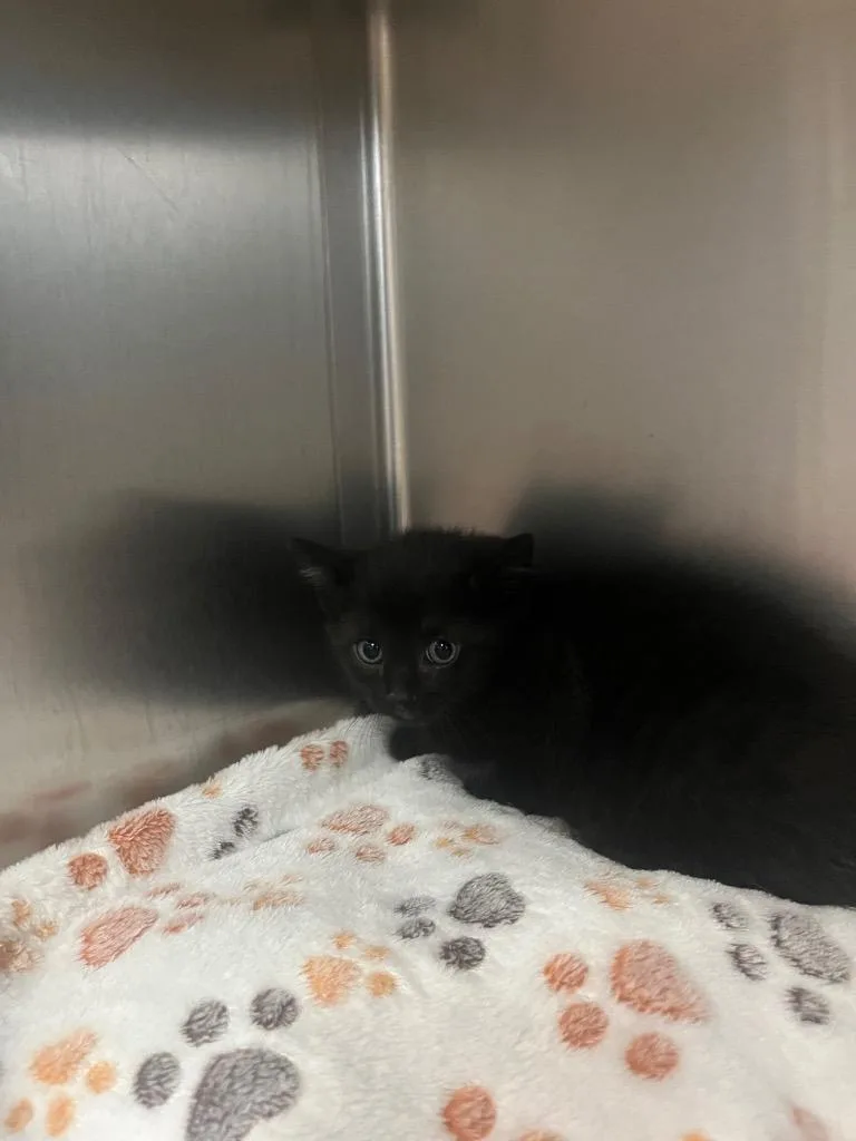 A baby small-sized female American Bobtail cat named Nubbin for adoption in Mineral, VA