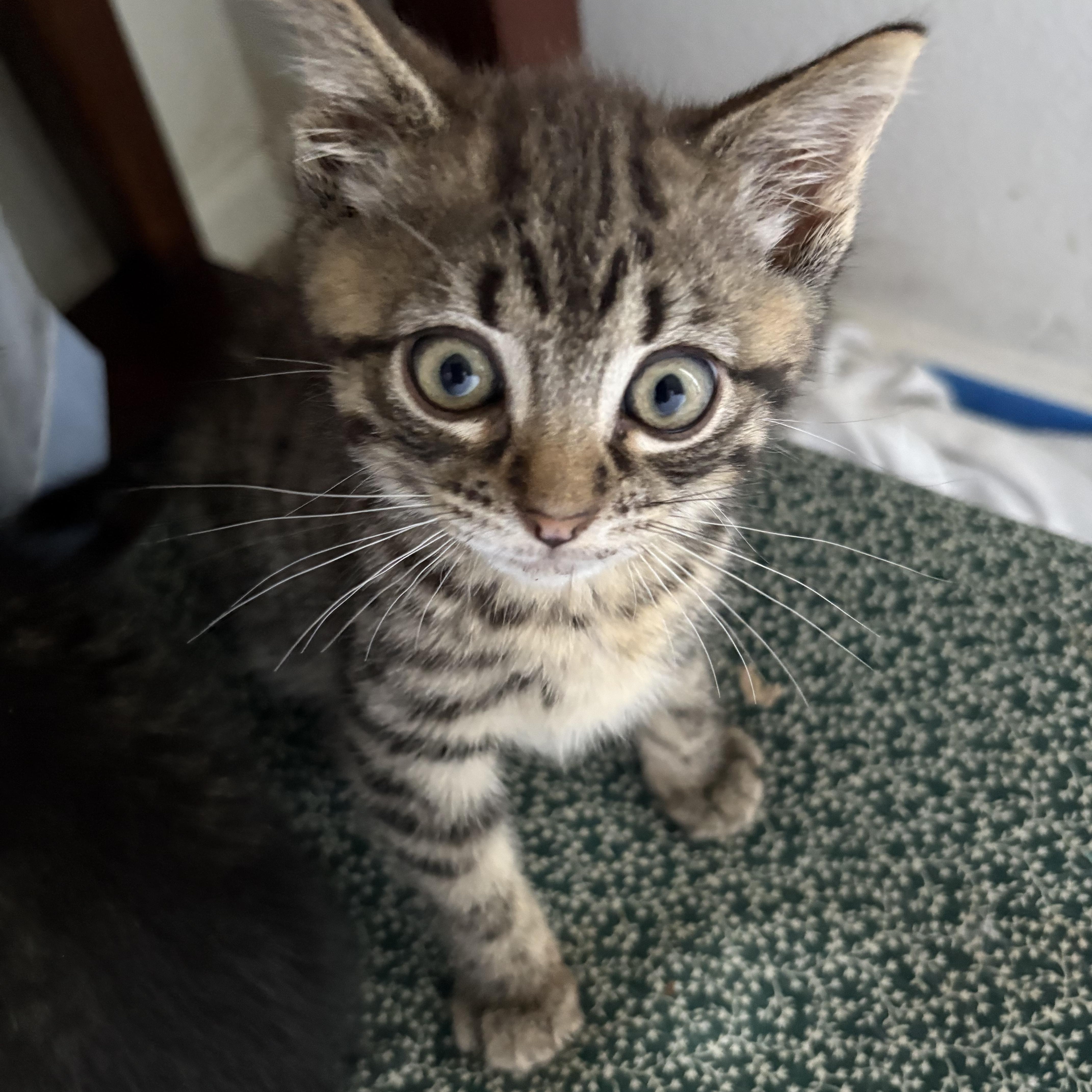 A baby small-sized female Tabby (Brown / Chocolate) Domestic Short Hair cat named Laverne & Shirley Little for adoption in Stamford, CT