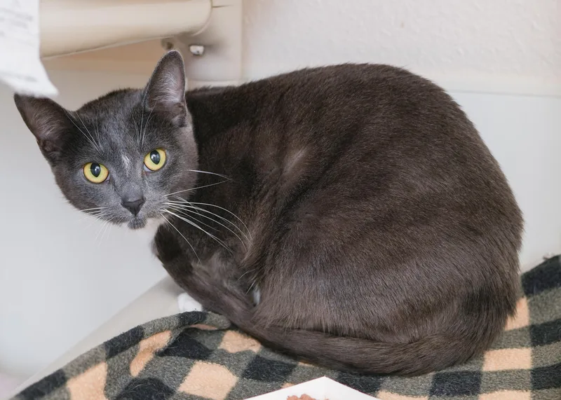 An adult medium-sized female Gray & White Domestic Short Hair cat named Fergie for adoption in Boise, ID