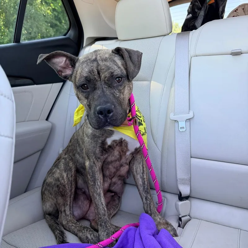 An adult medium-sized female Brindle Pit Bull Terrier dog named Lahani for adoption in Saint John, IN