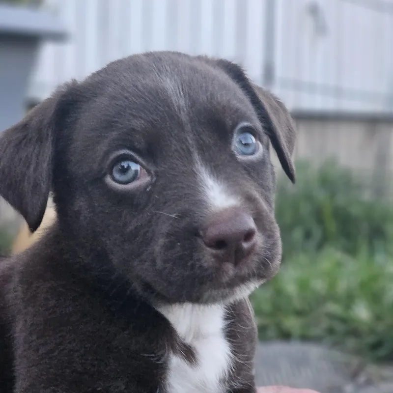 A baby medium-sized male Brown / Chocolate Boxer dog named Charlie for adoption in Ramsey, IN