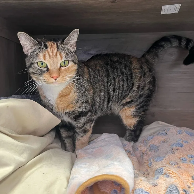 An adult large-sized female Calico Domestic Short Hair cat named Emeril for adoption in Boston, MA