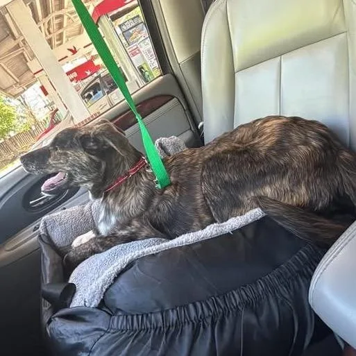 A baby small-sized male Brindle Mixed Breed dog named Rex for adoption in Fredericksburg, VA