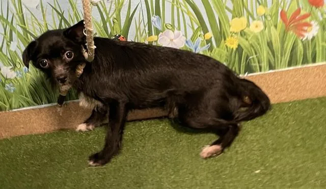 A young small-sized male Terrier dog named Capt Planet for adoption in Castaic, CA