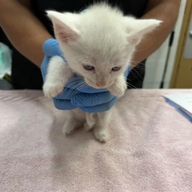 A baby small-sized female Domestic Short Hair cat named Cresent for adoption in Alameda, CA