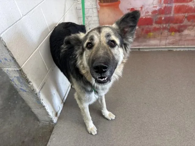 A young large-sized male German Shepherd Dog dog named Jasper for adoption in San Bernardino, CA