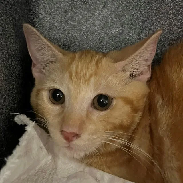 A young small-sized male Domestic Short Hair cat named Cheese for adoption in Naples, FL