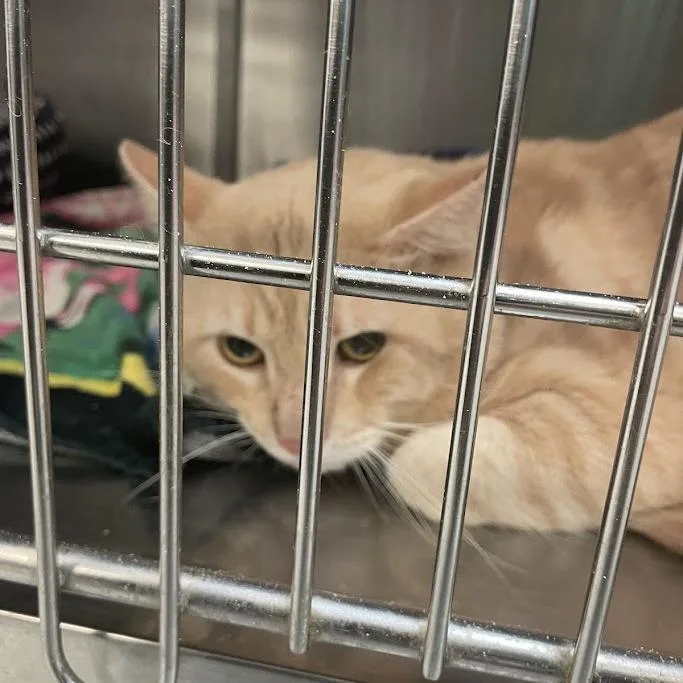 An adult small-sized male Orange / Red Domestic Short Hair cat named Cinnamon for adoption in Port Charlotte, FL