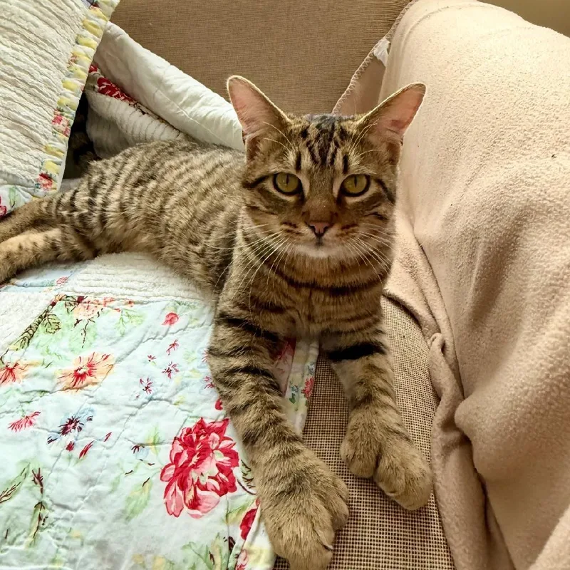 A young medium-sized male Tabby (Brown / Chocolate) Domestic Short Hair cat named Toebie for adoption in Mokena, IL