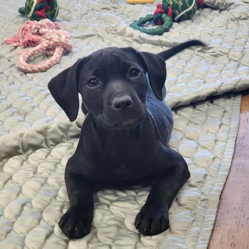 A baby small-sized female Black Black Labrador Retriever dog named Berry for adoption in Hopkinton, MA