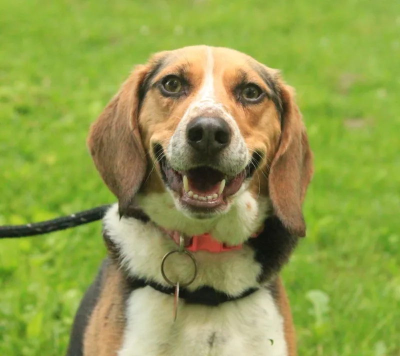 An adult medium-sized female Beagle dog named Dixie for adoption in Utica, MI