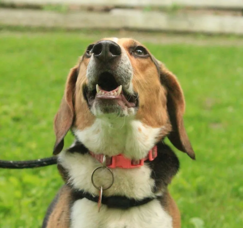 Dixie thumbnail 2