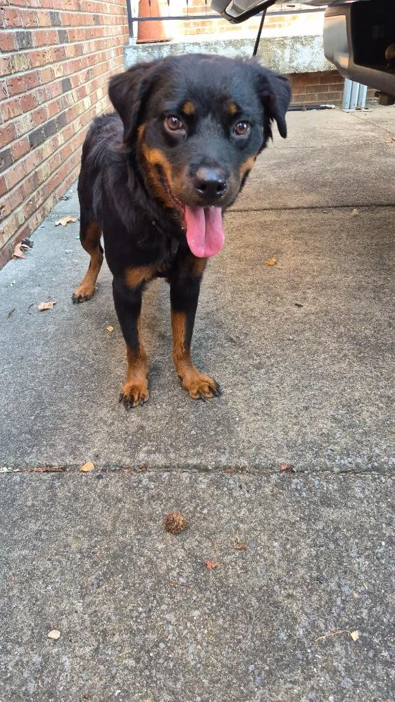 A young large-sized female Rottweiler dog named Phantasia Pembroke for adoption in Hopkinsville, KY