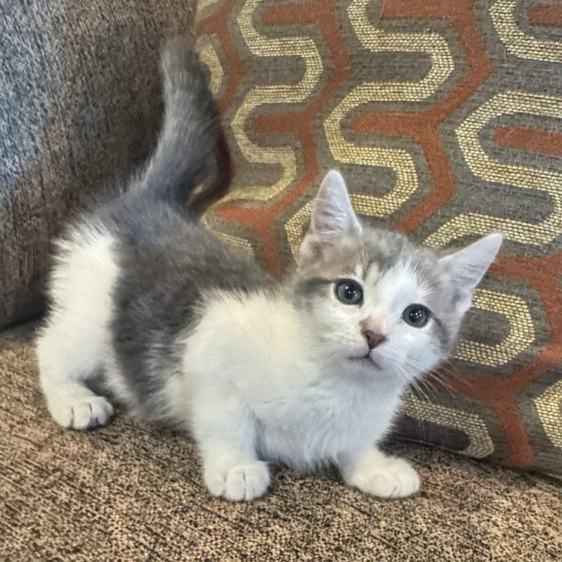 A baby small-sized male Gray & White Domestic Short Hair cat named Dakota for adoption in Bentonville, AR