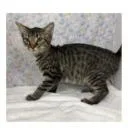 A baby small-sized female Gray / Blue / Silver Domestic Short Hair cat named Rascal for adoption in Tampa, FL