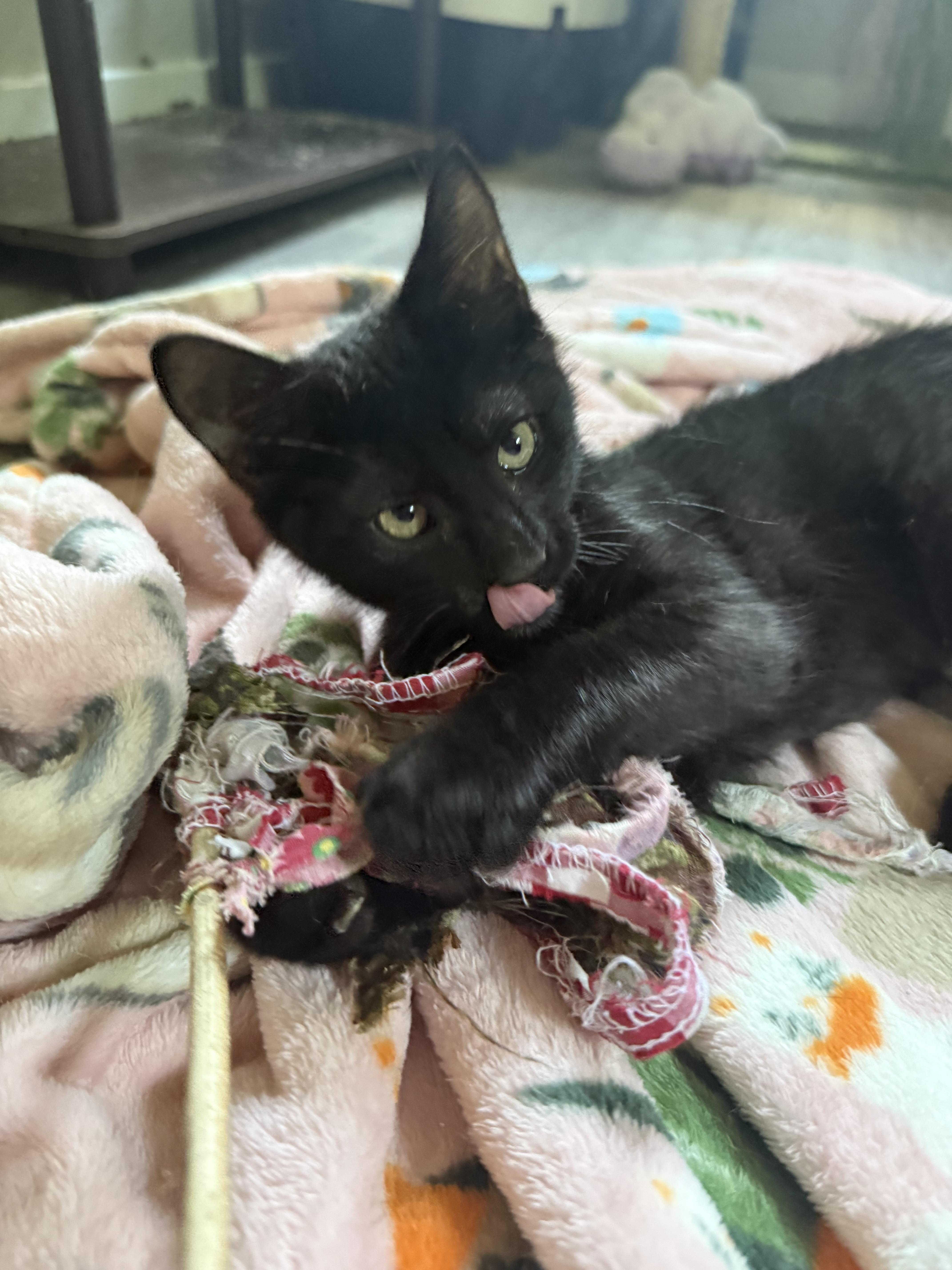 A baby medium-sized male Black Domestic Short Hair cat named Kj for adoption in Anderson, IN