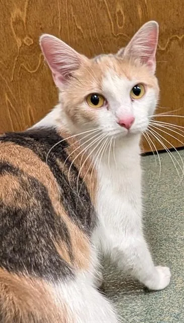 A young medium-sized female Domestic Short Hair cat named Evie for adoption in Lees Summit, MO