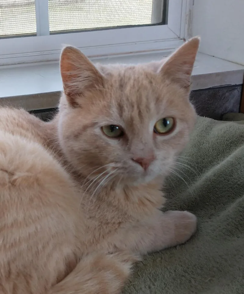 An adult medium-sized female Tabby (Buff / Tan / Fawn) Domestic Short Hair cat named Honey for adoption in Tomah, WI