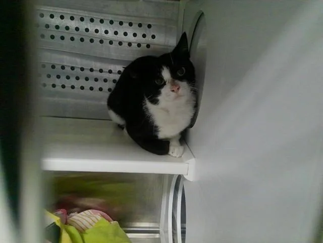 A young medium-sized male Domestic Short Hair cat named Arcane for adoption in Kalamazoo, MI