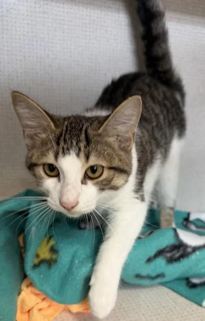 A baby small-sized male Tabby (Brown / Chocolate) Domestic Short Hair cat named Marlom for adoption in Salem, NH