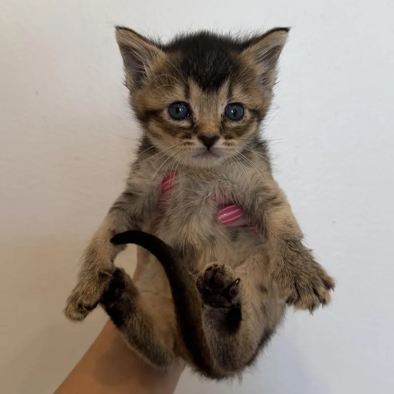 A baby medium-sized female Tabby (Brown / Chocolate) Domestic Short Hair cat named Sandy for adoption in Chattanooga, TN