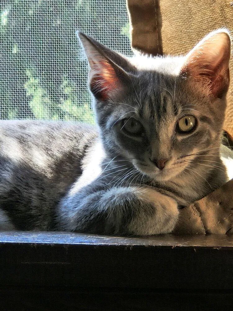 A baby small-sized male Gray / Blue / Silver Domestic Short Hair cat named George Costanza for adoption in West Mifflin, PA
