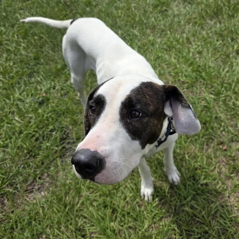 An adult medium-sized male Mixed Breed dog named Lego for adoption in Jacksonville, FL